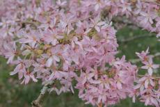 Stellata flowering cherry tree