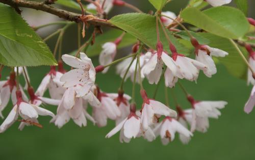 Prunus pendula Stellata blossom