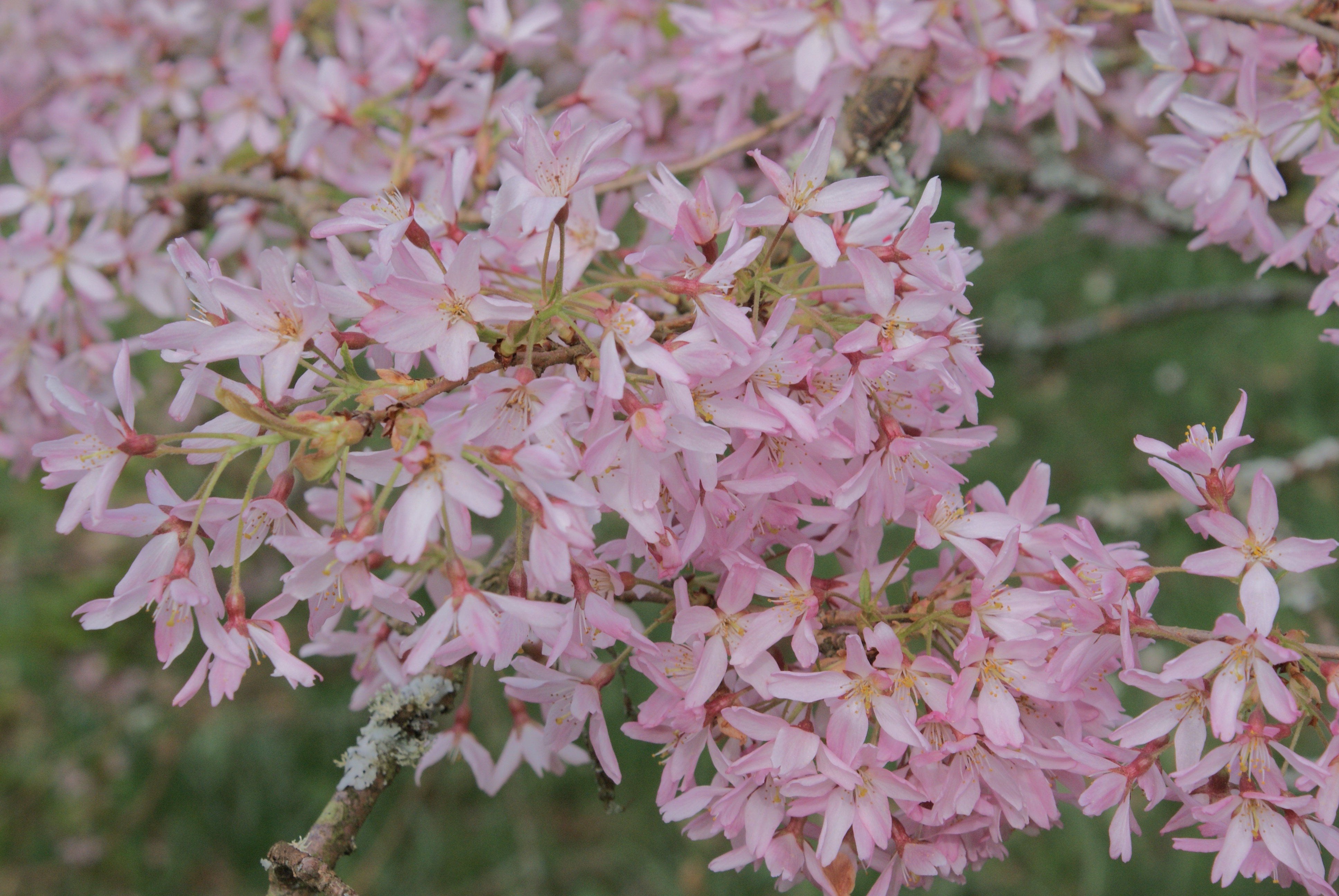 Stellata flowering cherry tree