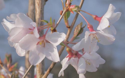 Prunus pendula Ascendens Rosea blossom