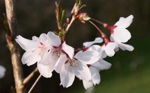 Prunus pendula Ascendens Rosea blossom