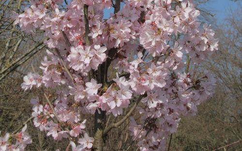 Prunus pendula Ascendens Rosea blossom