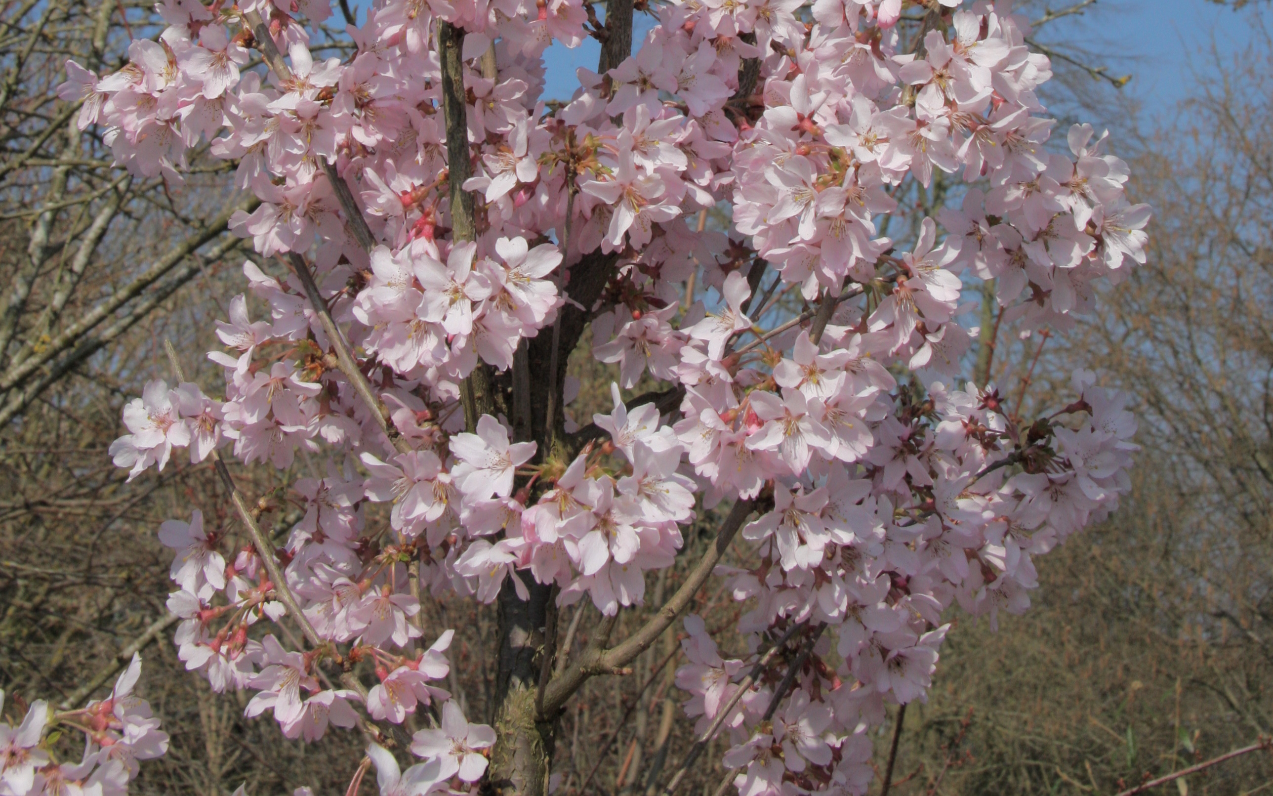 Ascendens Rosea flowering cherry tree