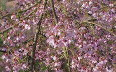 Pendula Rubra flowering cherry tree