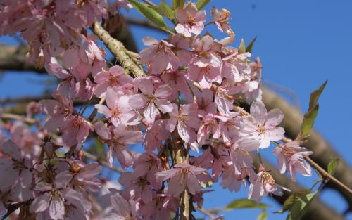 Prunus pendula Pendula Rubra blossom