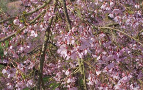 Prunus pendula Pendula Rubra blossom