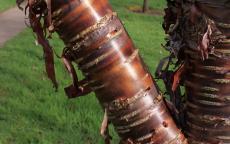 Prunus rufa flowering cherry tree