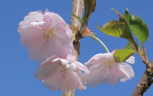 Prunus sargentii Accolade blossom