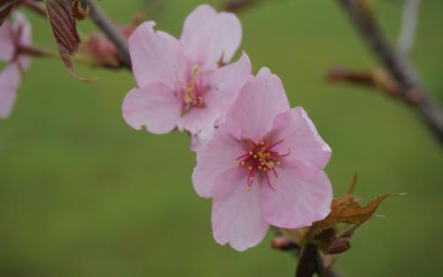 Prunus sargentii blossom