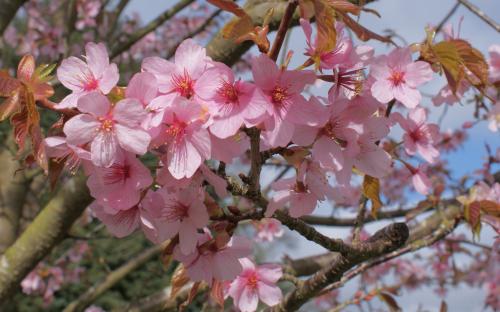 Prunus sargentii blossom