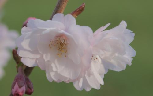 Prunus subhirtella Hally Jolivette blossom