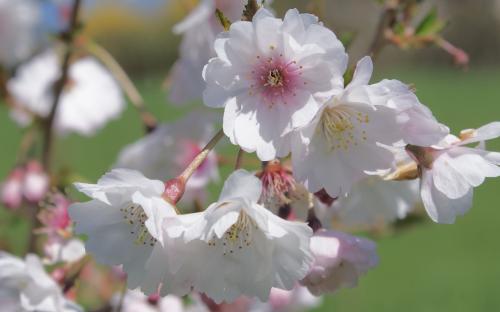 Prunus subhirtella Hally Jolivette blossom