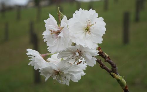 Prunus Kobuku-zakura blossom