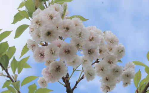 Prunus Kobuku-zakura blossom