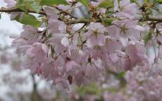 Pink Shell flowering cherry tree