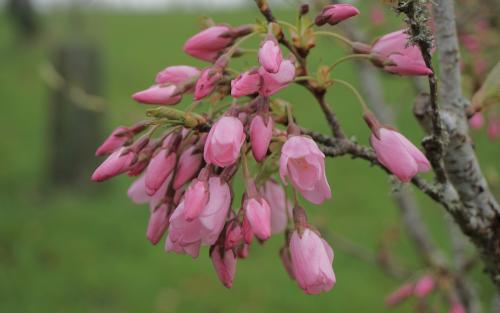 Prunus Pink Shell blossom