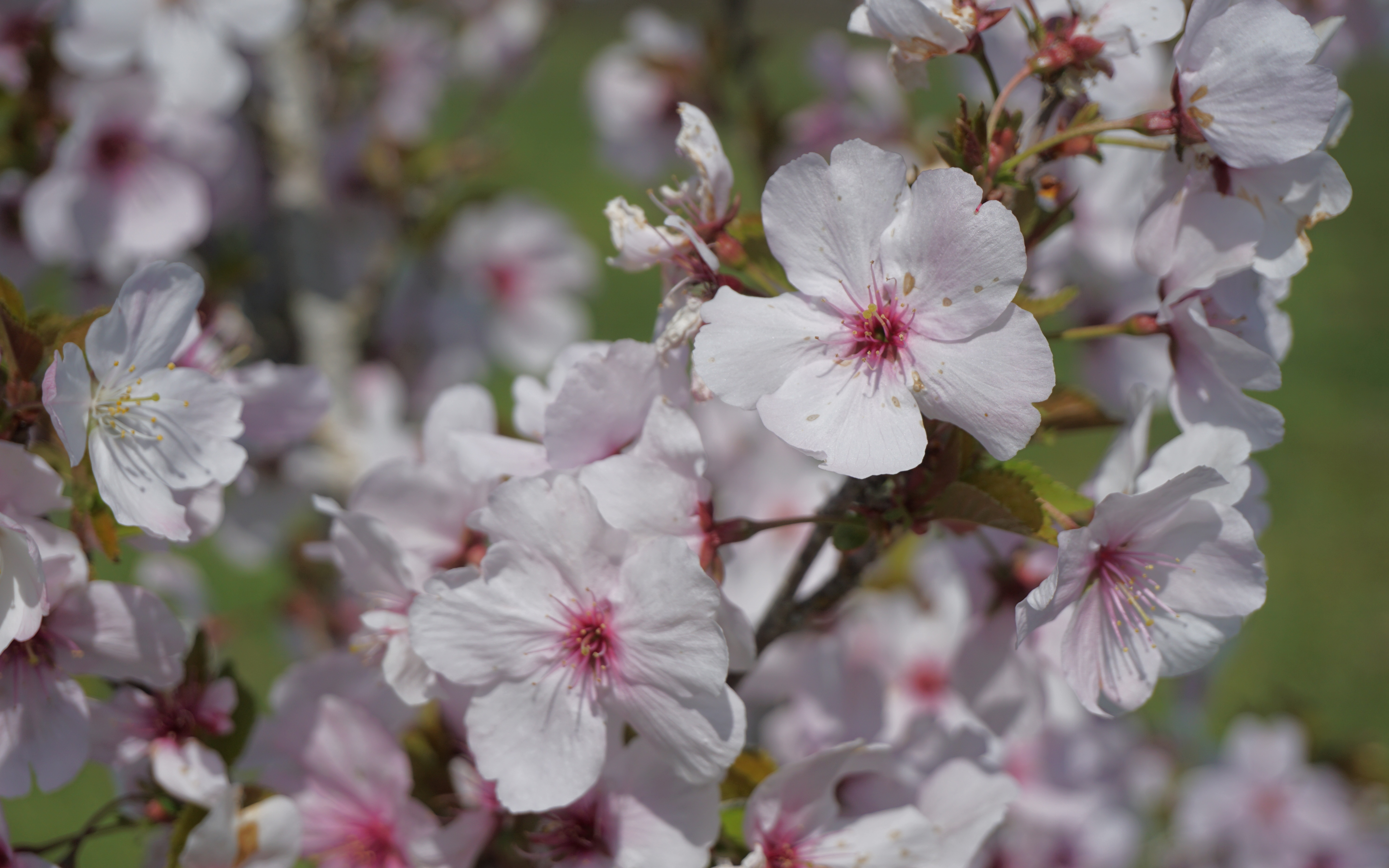 Schmittii flowering cherry tree
