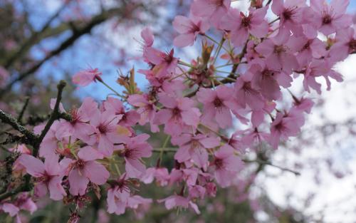 Prunus Shosar blossom