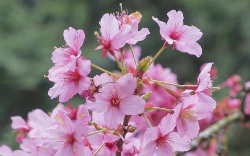 Prunus Shosar blossom