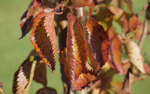 Prunus incisa Snow Goose leaves