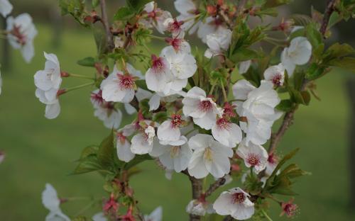 Prunus incisa Snow Goose blossom