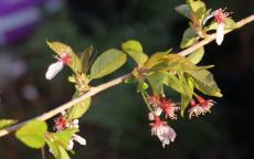 Snow Showers flowering cherry tree