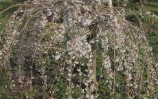 Snow Showers flowering cherry