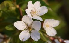 Weeping Yoshino flowering cherry tree