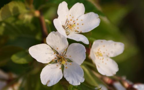 Prunus Yoshino pendula blossom