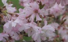 Autumnalis Rosea flowering cherry tree