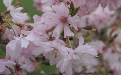 Prunus Autumnalis Rosea blossom