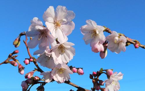 Prunus Autumnalis Rosea blossom