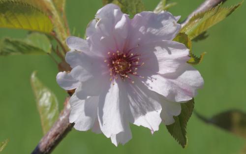 Prunus Autumnalis White blossom