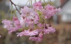 Pendula Plena Rosea ornamental cherry trees