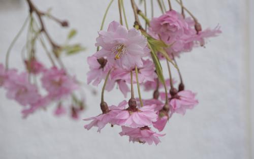 Prunus Plena Rosea blossom