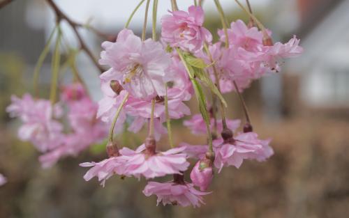 Prunus Plena Rosea blossom