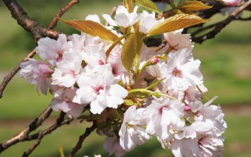 Prunus serrulata Amanogawa blossom