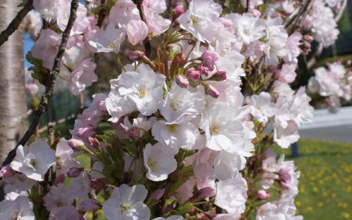 Prunus serrulata Amanogawa blossom