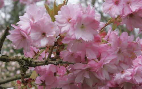 Prunus Beni-yutaka blossom