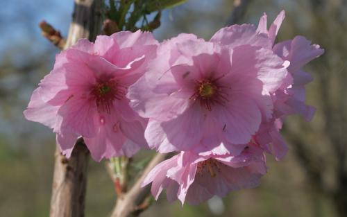 Prunus Beni-yutaka blossom