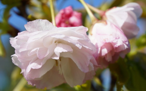 Prunus Shogetsu blossom