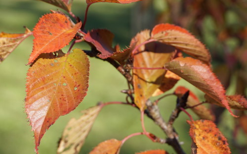 Prunus Shogetsu leaves