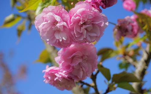 Prunus Matsumae beni-murasaki blossom