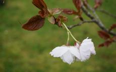 Chocolate Ice ornamental cherry trees