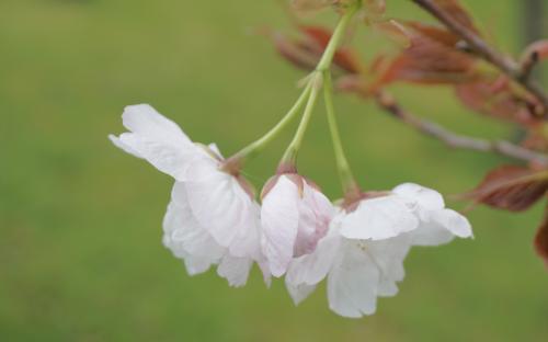 Prunus Matusmae fuki blossom