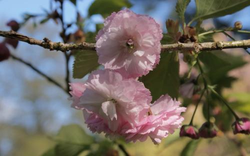 Prunus Daikoku blossom