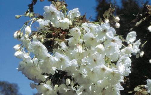 Prunus Shizuka blossom