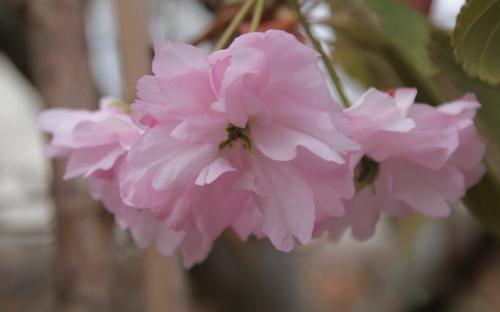 Prunus Fugenzo blossom