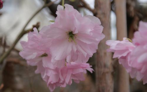Prunus Fugenzo blossom