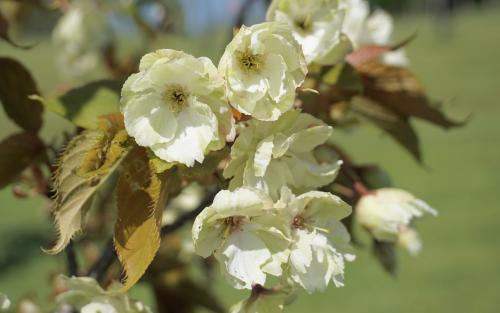 Prunus Gyoiko blossom